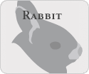 hoppie rabbit audio play